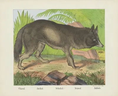 Jackal by Joseph Scholz, 1829 - 1880 — digital art print download