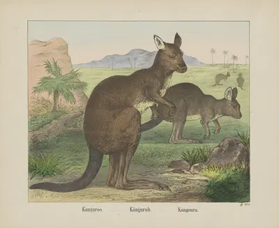 Kangaroo by Joseph Scholz, 1829 - 1880 — digital art print download