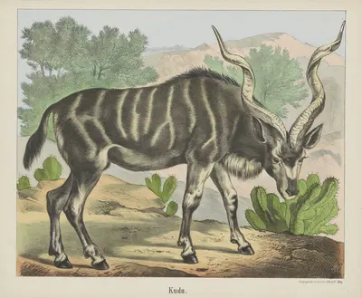 Kudu by Joseph Scholz, 1829 - 1880 — digital art print download