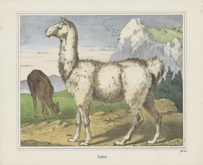 Lama by Joseph Scholz, 1829 - 1880 — digital art print download
