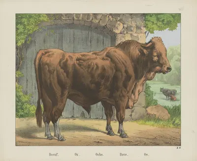 Ox by Joseph Scholz, 1829 - 1880 — digital art print download