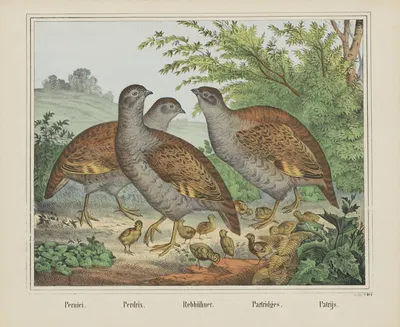 Partridges by Joseph Scholz, 1829 - 1880 — digital art print download