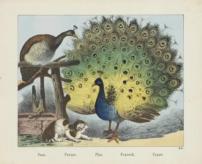 Peacock. by Joseph Scholz, 1829 - 1880 — digital art print download