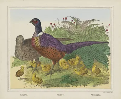 Pheasants by Joseph Scholz, 1829 - 1880 — digital art print download