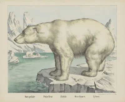 Polar bear by Joseph Scholz, 1829 - 1880 — digital art print download