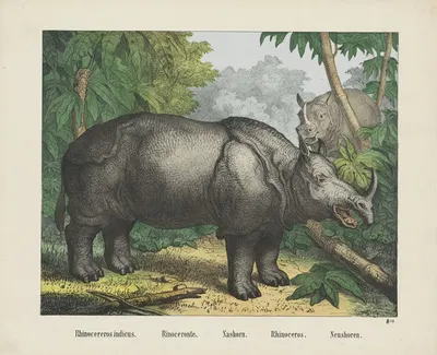 Rhinoceros by Joseph Scholz, 1829 - 1880 — digital art print download