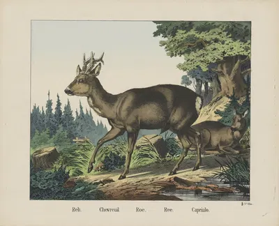 Roe by Joseph Scholz, 1829 - 1880 — digital art print download