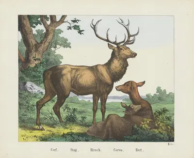 Stag by Joseph Scholz, 1829 - 1880 — digital art print download
