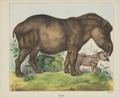 Tapir by Joseph Scholz, 1829 - 1880 — digital art print download