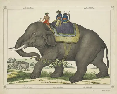 The elephant by Joseph Scholz, 1829 - 1880 — digital art print download