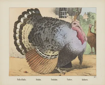 Turkey. by Joseph Scholz, 1829 - 1880 — digital art print download