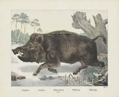 Wild boar by Joseph Scholz, 1829 - 1880 — digital art print download
