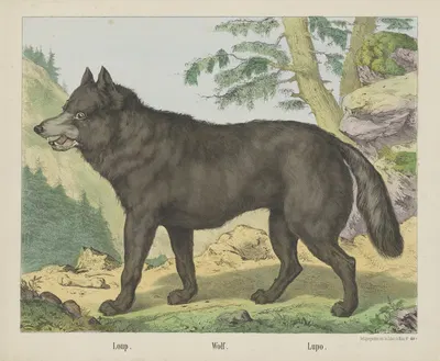 Wolf by Joseph Scholz, 1829 - 1880 — digital art print download