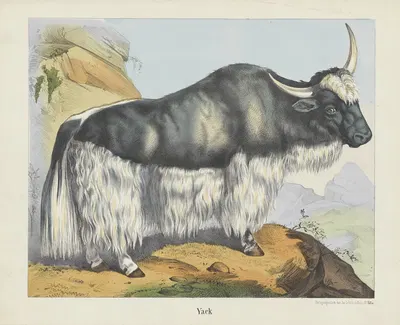 Yack by Joseph Scholz, 1829 - 1880 — digital art print download
