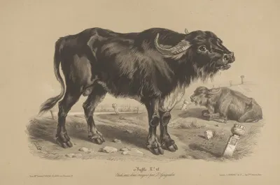Buffle by Joseph Zephyris Gengembre, 1850-1870 — digital art print download