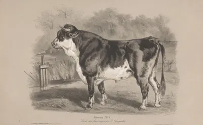Taureau by Joseph Zephyris Gengembre, 1850-1870 — digital art print download