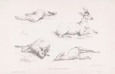 Brocards by Martinus Antonius Kuytenbrouwer jr., 1860 — digital art print download