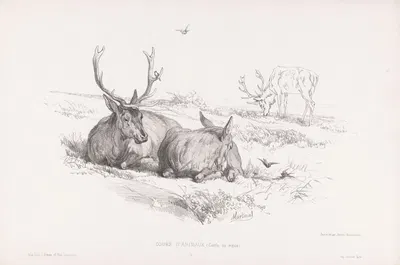 Cerfs au repos by Martinus Antonius Kuytenbrouwer jr., 1860 — digital art print download