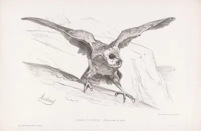 Effraye oiseau de proie by Martinus Antonius Kuytenbrouwer jr., 1860 — digital art print download