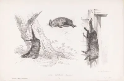 Marcassins by Martinus Antonius Kuytenbrouwer jr., 1860 — digital art print download