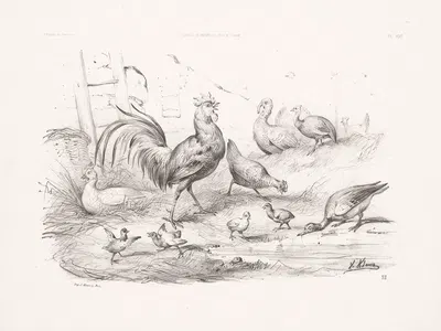 Poultry by Martinus Antonius Kuytenbrouwer jr., 1860 — digital art print download