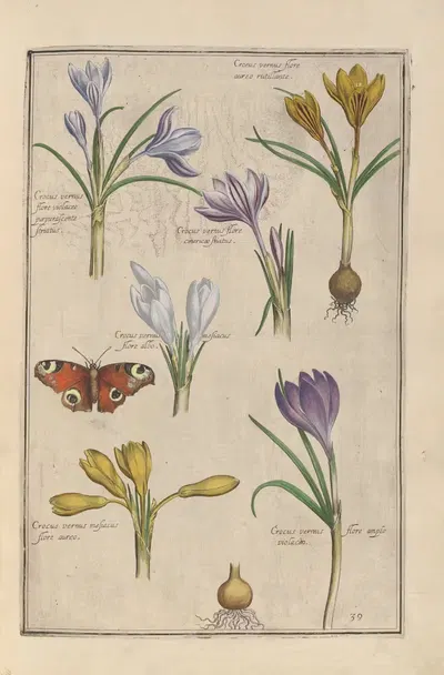 Theatrum florae Pl.41 by Daniel Rabel, 1622 — digital art print download