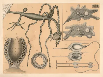 Freshwater polyps by A. Brass, 1882 — digital art print download