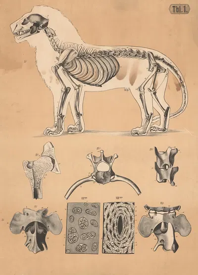 Skeleton of a lion by А. Брас, 1882 — digital art print download