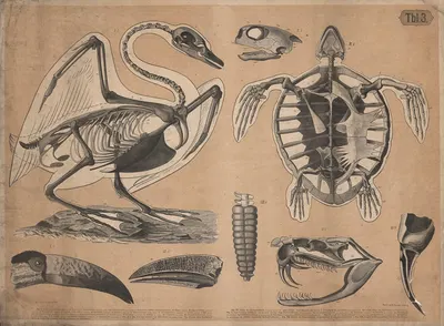 Skeleton of a swan and a turtle by A. Brass, 1882 — digital art print download