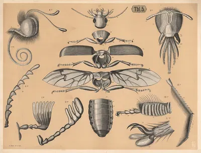 Skeleton of insects by А. Брас, 1882 — digital art print download