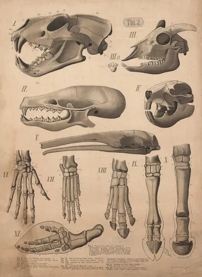 Skulls, teeth and feet by A. Brass, 1882 — digital art print download