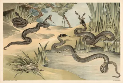 Adder and grass snake by Alfred Fiedler, 1910 — digital art print download