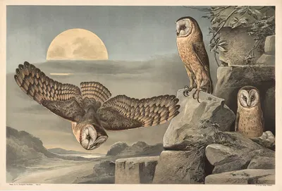Barn Owl by Alfred Fiedler, 1910 — digital art print download