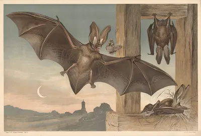 Bats by Alfred Fiedler, 1910 — digital art print download