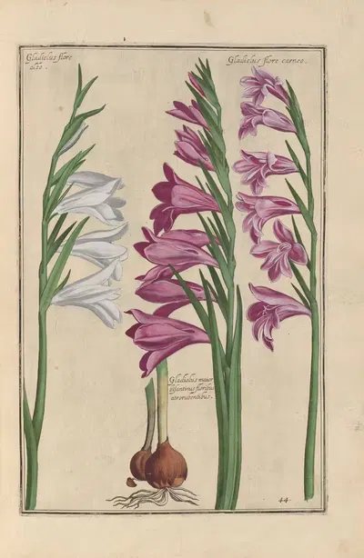 Theatrum florae Pl.46 by Daniel Rabel, 1622 — digital art print download