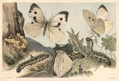 Cabbage butterfly by Alfred Fiedler, 1910 — digital art print download