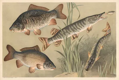 Carp and pike by Alfred Fiedler, 1910 — digital art print download