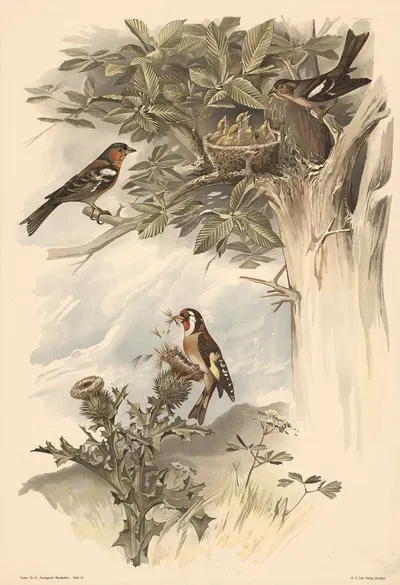 Chaffinch and goldfinch by Alfred Fiedler, 1910 — digital art print download
