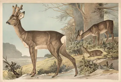 Deer by Alfred Fiedler, 1910 — digital art print download