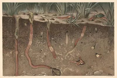 Earthworm by Alfred Fiedler, 1910 — digital art print download