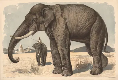 Elephant by Alfred Fiedler, 1910 — digital art print download