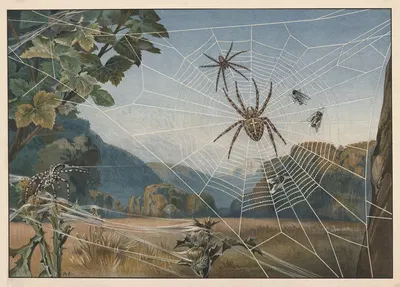European garden spider by Alfred Fiedler, 1910 — digital art print download