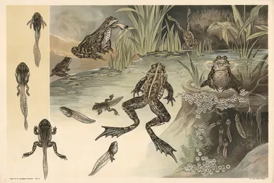 Frogs by Alfred Fiedler, 1910 — digital art print download