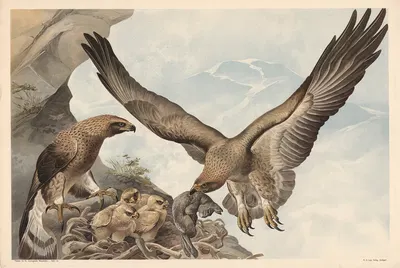 Golden eagle by Alfred Fiedler, 1910 — digital art print download