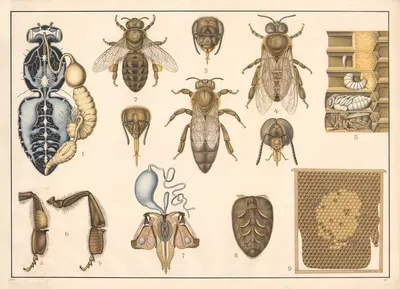 Honeybee by Alfred Fiedler, 1910 — digital art print download