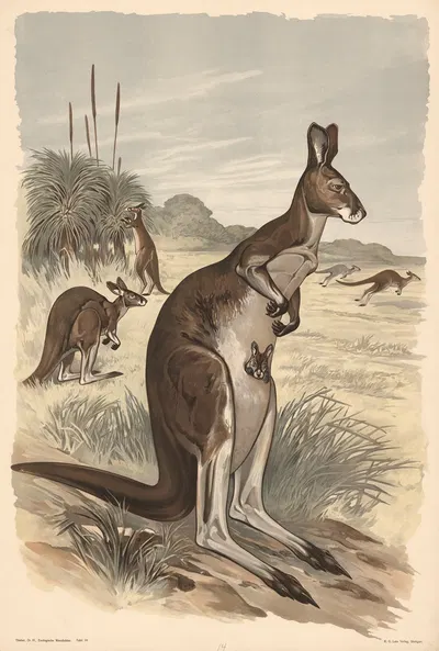 Kangaroo by Alfred Fiedler, 1910 — digital art print download