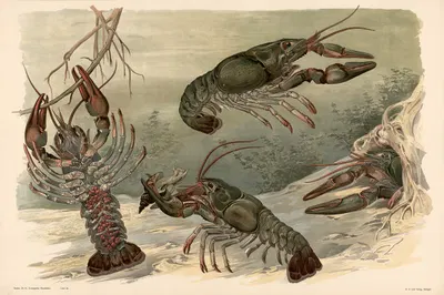 Krebs by Alfred Fiedler, 1910 — digital art print download