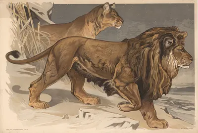 Lion by Alfred Fiedler, 1910 — digital art print download