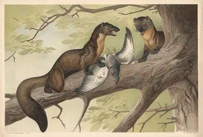 Marten by Alfred Fiedler, 1910 — digital art print download