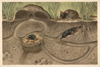 Mole by Alfred Fiedler, 1910 — digital art print download